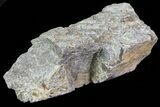 Hadrosaur (Maiasaura) Bone Fragment - Montana #71320-1